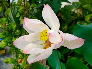 画室天台植物 